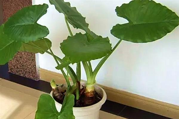 滴水观音叶子发黄的原因，可能是浇水不足或强光暴晒所致