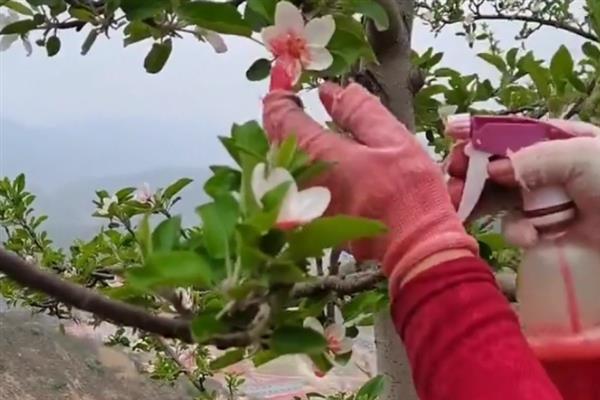提高苹果坐果率的方法，关键在于做好授粉工作