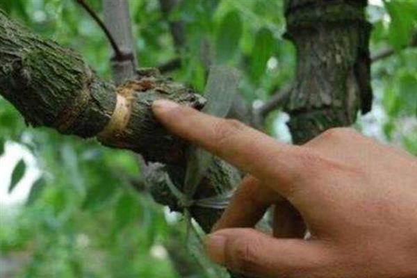 提高苹果坐果率的方法，关键在于做好授粉工作