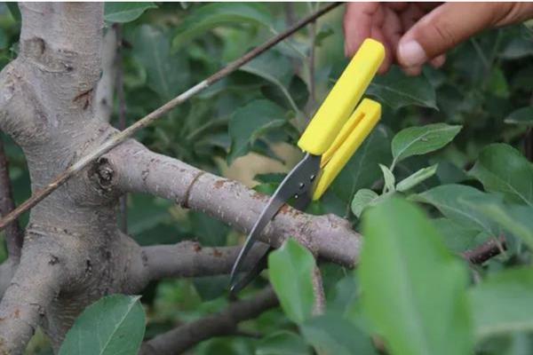 提高苹果坐果率的方法，关键在于做好授粉工作