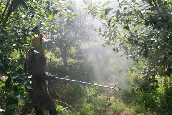 提高苹果坐果率的方法，关键在于做好授粉工作