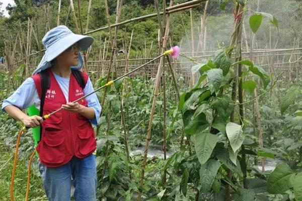 大棚豆角如何合理栽培，可以在8月初播种