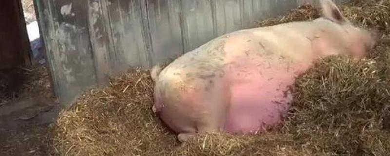 母猪产后可以用盐水清宫吗，产后不可以使用盐水清宫
