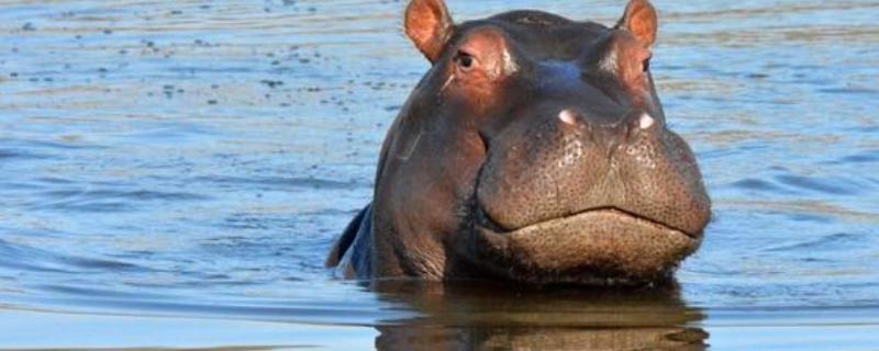 河马有没有舌头，张大嘴巴时会露出舌头