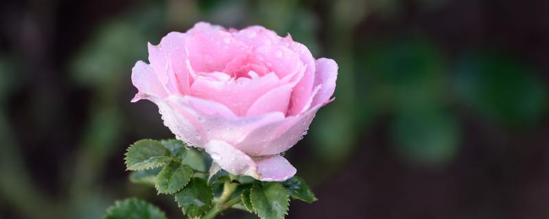 北京的市花是什么，是月季花和菊花两种