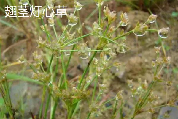 灯心草的种类，常见的有翅茎灯心草、葱状灯心草等