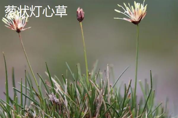 灯心草的种类，常见的有翅茎灯心草、葱状灯心草等