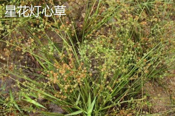 灯心草的种类，常见的有翅茎灯心草、葱状灯心草等