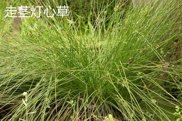 灯心草的种类，常见的有翅茎灯心草、葱状灯心草等
