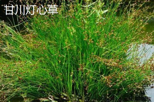 灯心草的种类，常见的有翅茎灯心草、葱状灯心草等