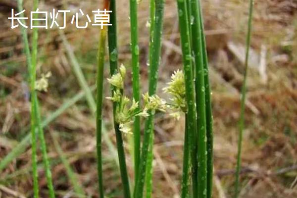 灯心草的种类，常见的有翅茎灯心草、葱状灯心草等