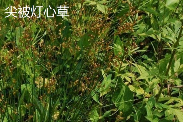 灯心草的种类，常见的有翅茎灯心草、葱状灯心草等