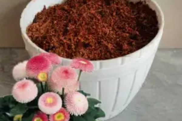 乒乓菊的养护方法,每隔3天浇一次水