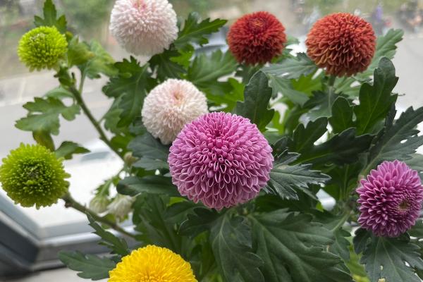 乒乓菊的养护方法,每隔3天浇一次水