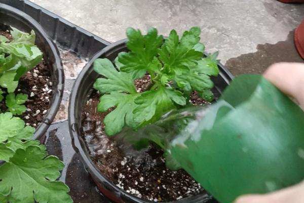 乒乓菊的养护方法,每隔3天浇一次水