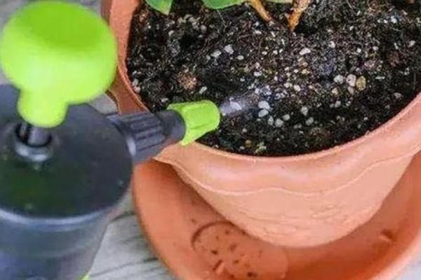 乒乓菊的养护方法,每隔3天浇一次水