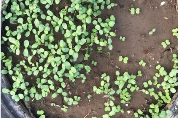 乒乓菊的养护方法,每隔3天浇一次水