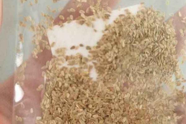 乒乓菊的养护方法,每隔3天浇一次水