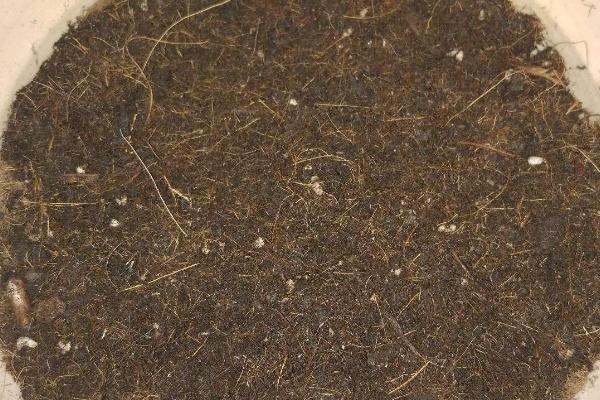 乒乓菊的养护方法,每隔3天浇一次水