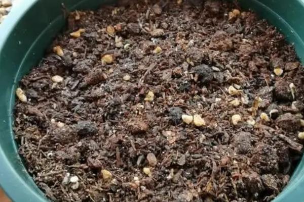 乒乓菊的养护方法,每隔3天浇一次水