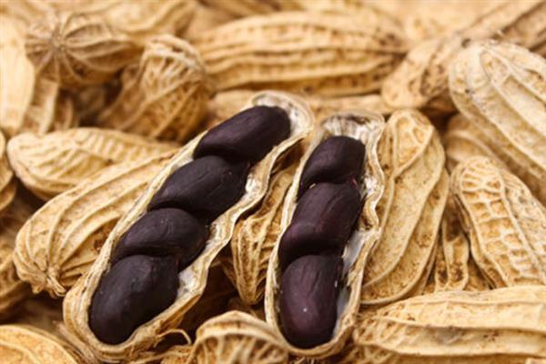 黑皮花生的形态特征，其株高为40-45厘米