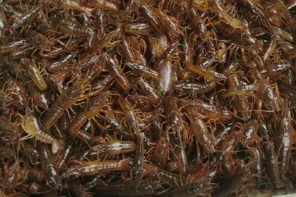 龙虾喜欢吃什么，喜欢吃水生昆虫、陆生昆虫的幼体等