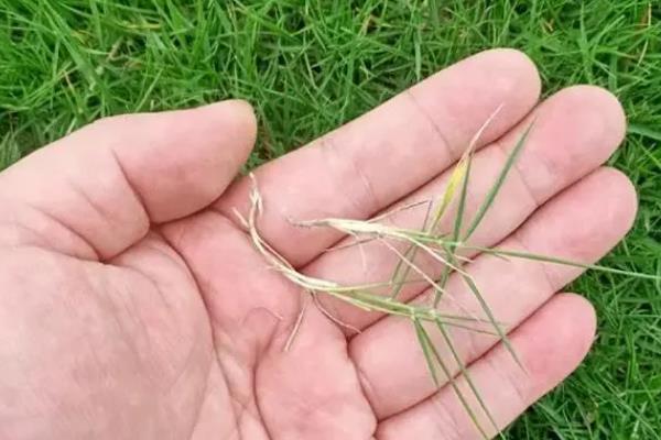 常用的草坪草种有哪些，有狗牙根、高羊茅等