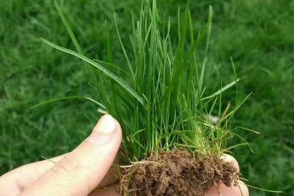 常用的草坪草种有哪些，有狗牙根、高羊茅等