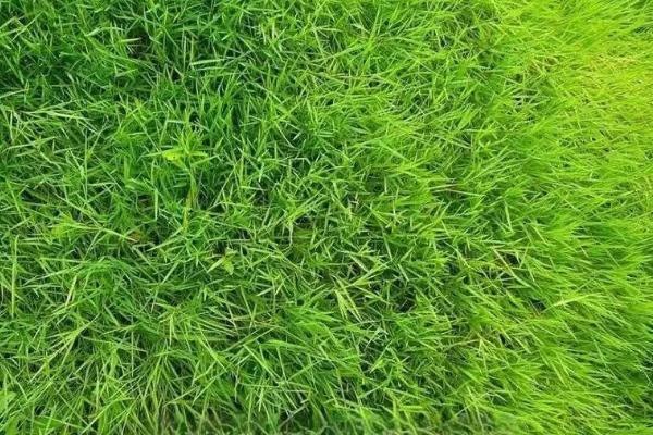 常用的草坪草种有哪些，有狗牙根、高羊茅等