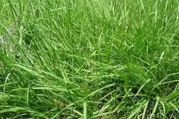 常用的草坪草种有哪些，有狗牙根、高羊茅等
