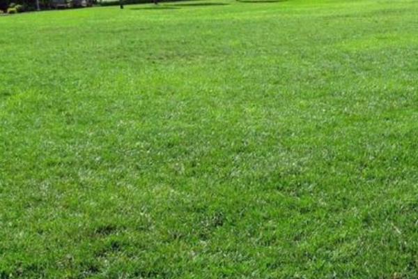 常用的草坪草种有哪些，有狗牙根、高羊茅等