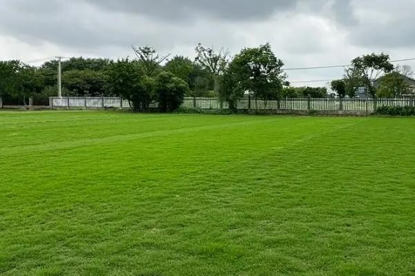 常用的草坪草种有哪些，有狗牙根、高羊茅等