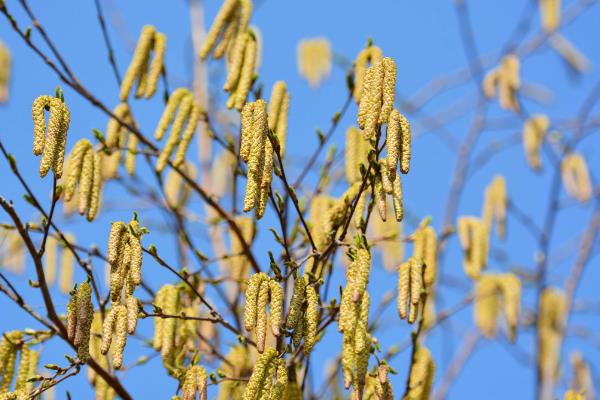 白桦树会开花吗，每年春季白桦树会开花