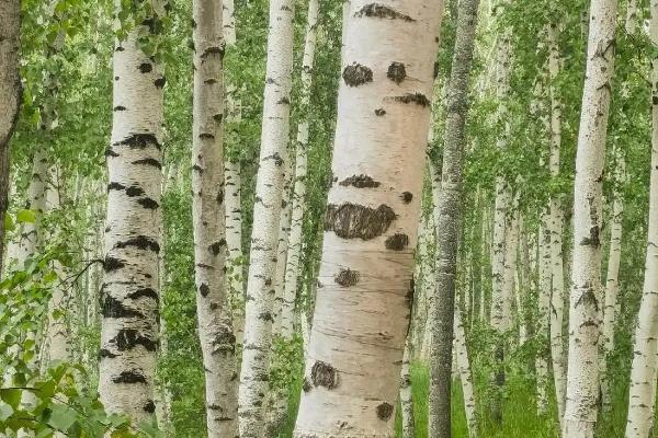 白桦树会开花吗，每年春季白桦树会开花