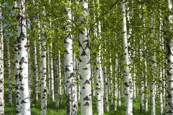 白桦树会开花吗，每年春季白桦树会开花