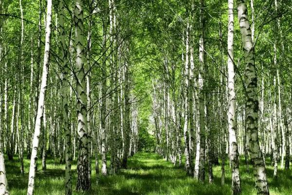 白桦树会开花吗，每年春季白桦树会开花