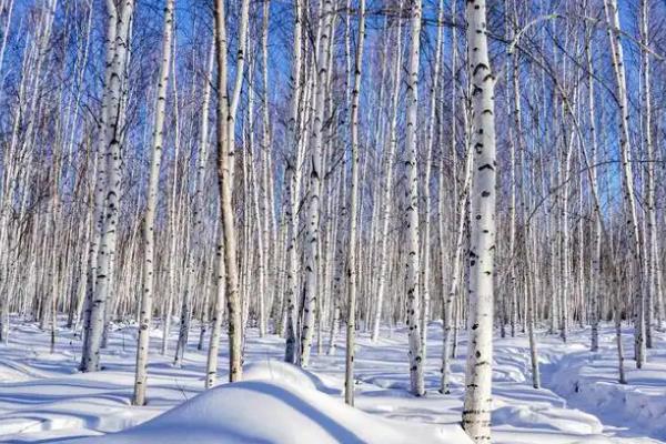 白桦树会开花吗，每年春季白桦树会开花