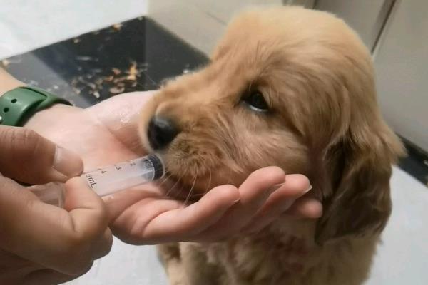 狗狗感冒的症状，主要表现为打喷嚏、流鼻涕等