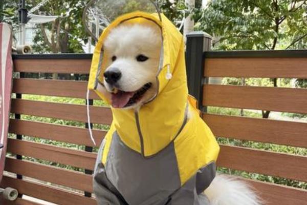 狗狗感冒的症状，主要表现为打喷嚏、流鼻涕等