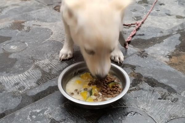 狗狗感冒的症状，主要表现为打喷嚏、流鼻涕等