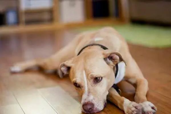 狗狗感冒的症状，主要表现为打喷嚏、流鼻涕等