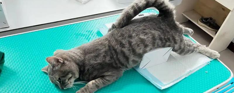 猫绝育时的注意事项，主人要好好安抚猫咪的情绪