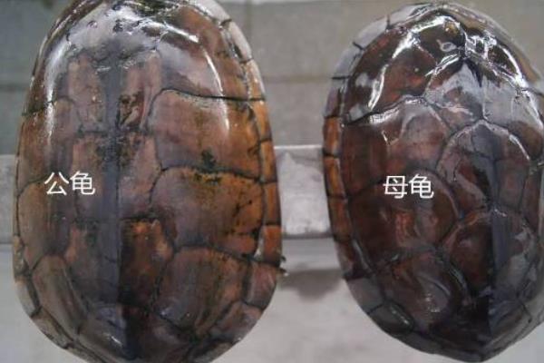乌龟分公母吗，乌龟有公母之分