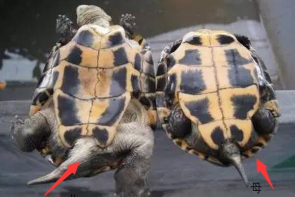 乌龟分公母吗，乌龟有公母之分