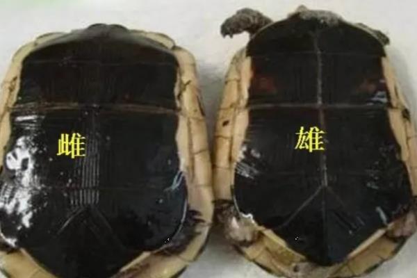 乌龟分公母吗，乌龟有公母之分