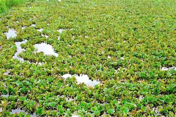菱角的施肥方法，发芽后亩施尿素5公斤