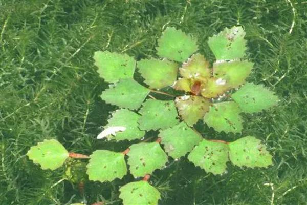 菱角的施肥方法，发芽后亩施尿素5公斤