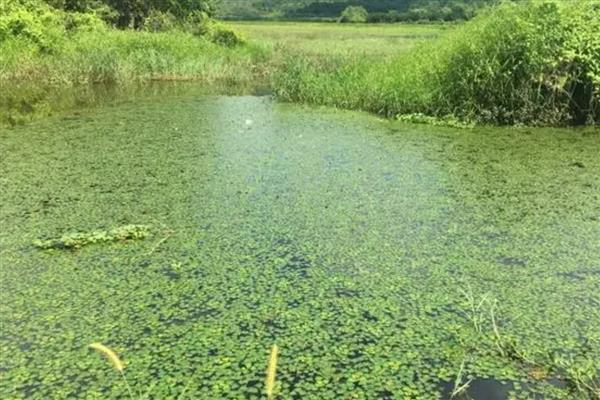 菱角的施肥方法，发芽后亩施尿素5公斤