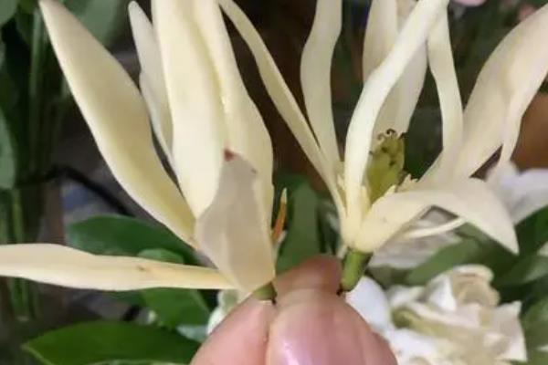 白兰花的原产地，原产地是印度尼西亚