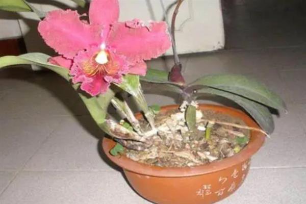 卡特兰如何浇水，春秋季按照2、3天1次的频率